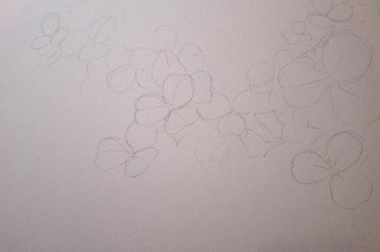 クローバー 水彩画_f0176370_116884.jpg