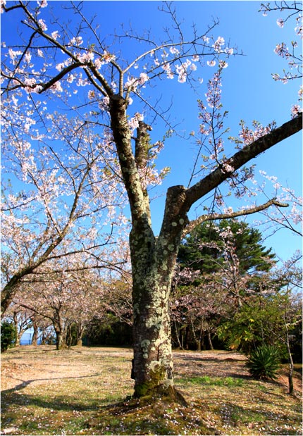 2013-04-28≪能登町・遠島山公園の桜-1≫_e0136475_18385720.jpg