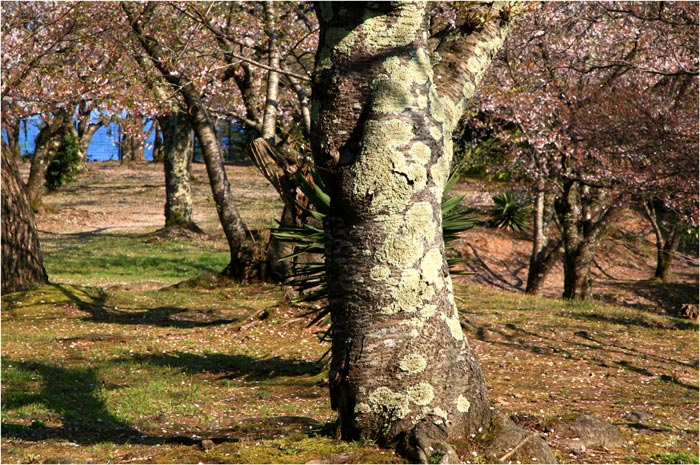 2013-04-28≪能登町・遠島山公園の桜-1≫_e0136475_18391756.jpg