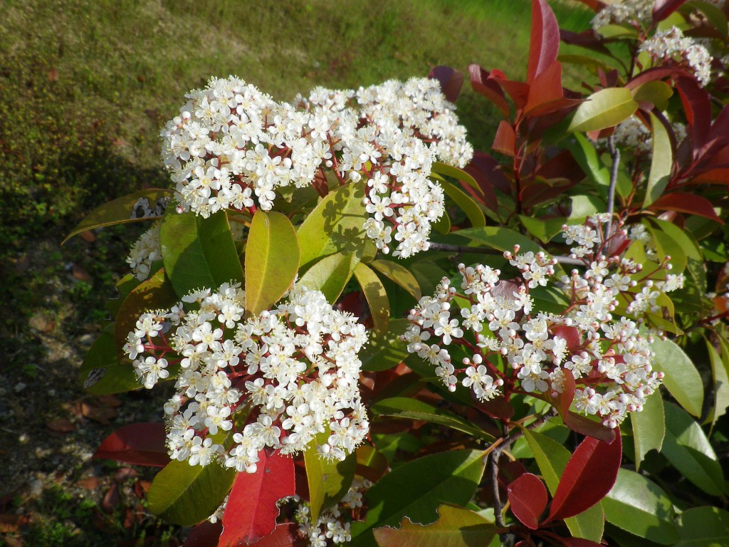 レッドロビンの白い花と赤と緑の葉 自然風の自然風だより