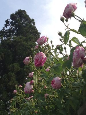 c0284278_2291216.jpg