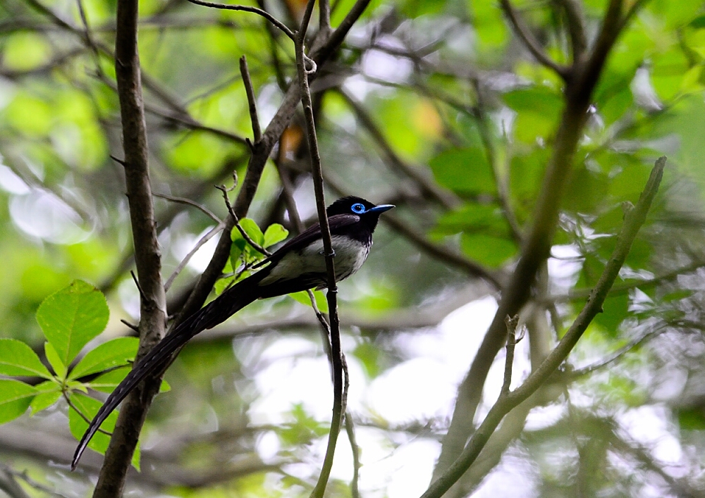 サンコウチョウ・キビタキとか_b0229686_222164.jpg