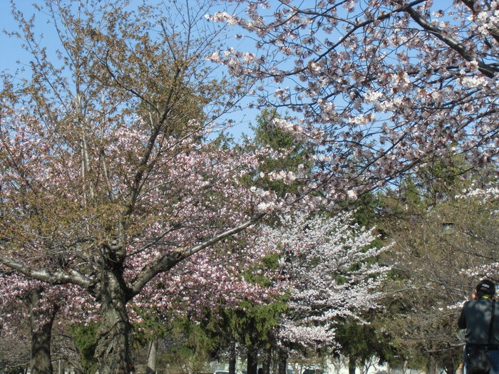 桜咲く🌸_e0280087_1748462.jpg