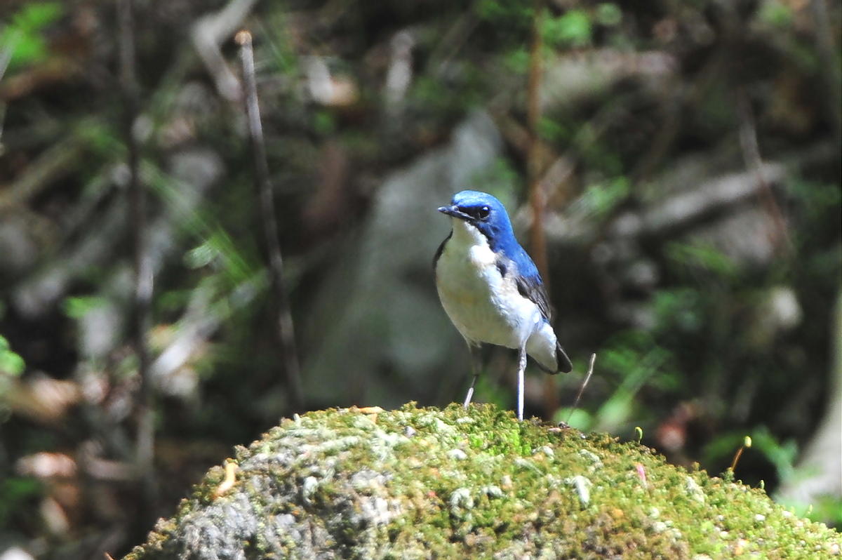 お山の青い鳥_c0144588_823531.jpg