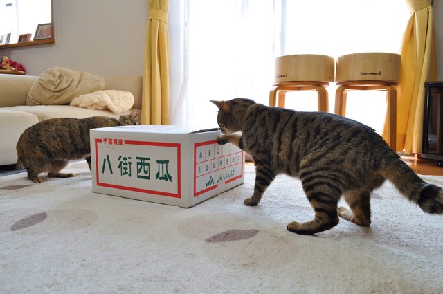 スイカだ!スイカだ!!_a0126590_9411355.jpg