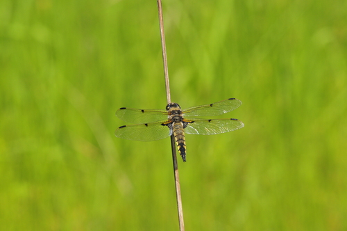 a0214490_17261517.jpg