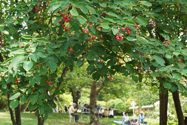 d0181492_2118730.jpg