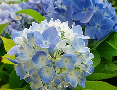 禁煙!には、死ぬほどの思い!の、ショック!が、一番!アハハハーー。_d0060693_20181375.jpg
