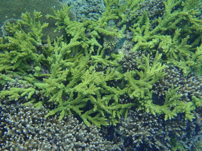 波照間島の海_f0232994_520569.jpg