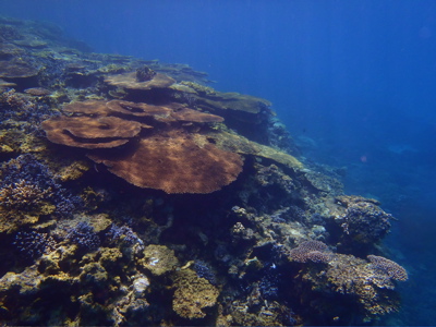 波照間島の海_f0232994_522243.jpg