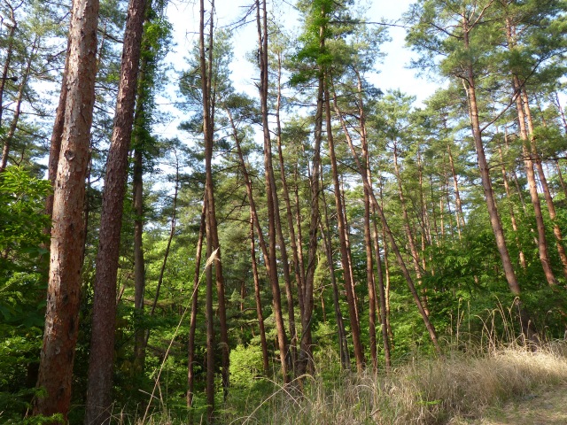 b0025101_111757.jpg