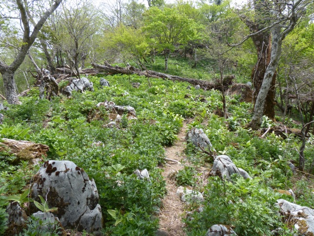 稲積山～天主山へのⅡ_b0025101_1464949.jpg