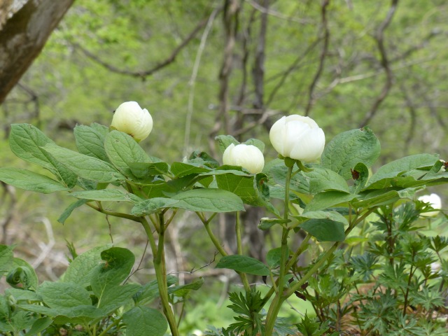 稲積山～天主山へのⅡ_b0025101_1474780.jpg