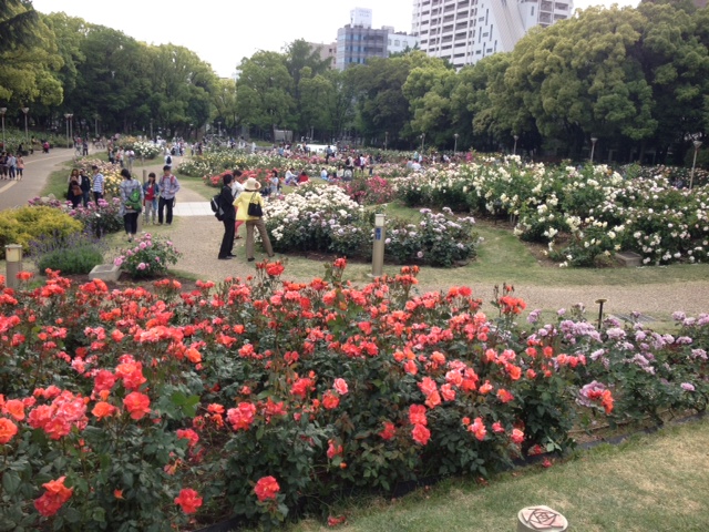 靱公園。薔薇フェス行く。_a0050302_2484069.jpg