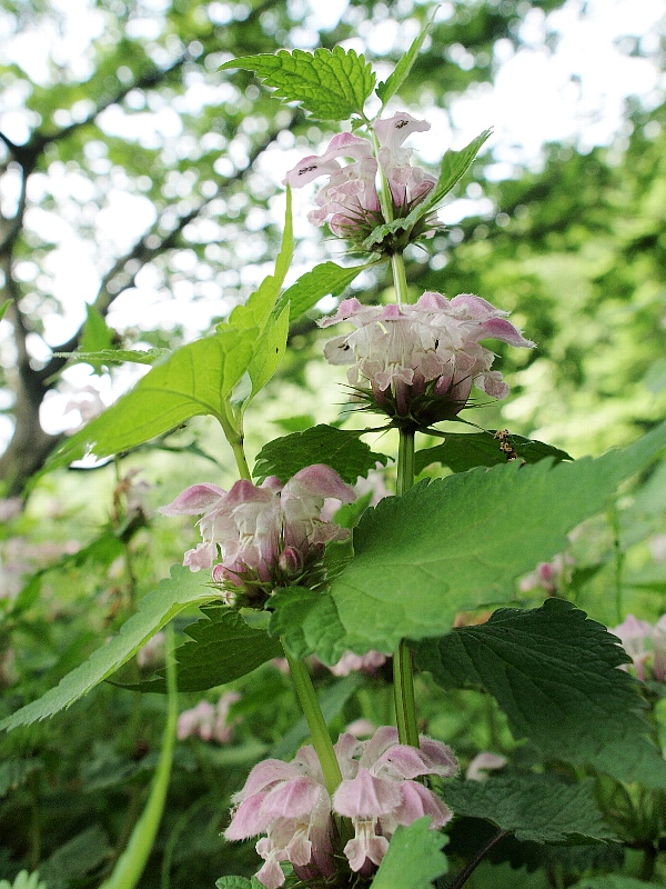 野川自然観察園　２_b0231705_2223469.jpg