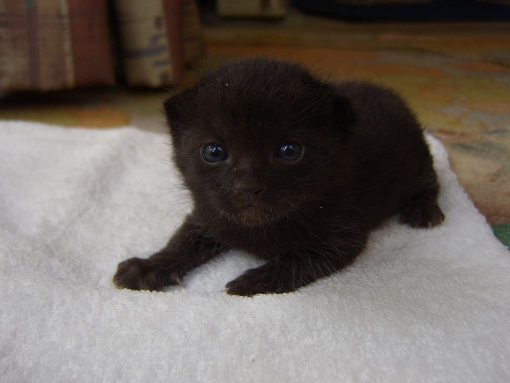 かわいい子猫_a0246407_16211523.jpg