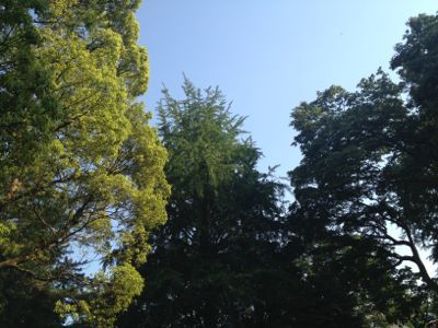 谷中ブラリ_e0239908_1852233.jpg