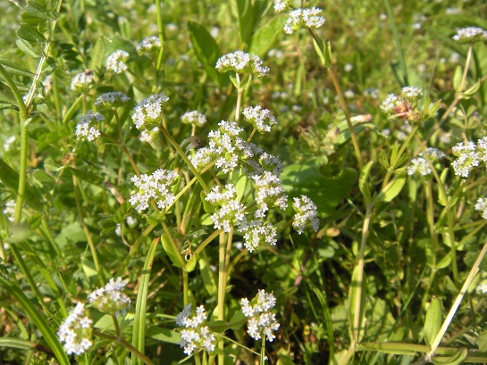 *お散歩道の野の花* 　２０１３ 春夏編_f0057509_21264114.jpg