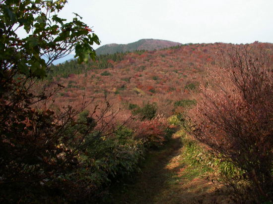 井原山　№37　井原山自然歩道より登る。　2005.11.05 _f0196109_21582614.jpg