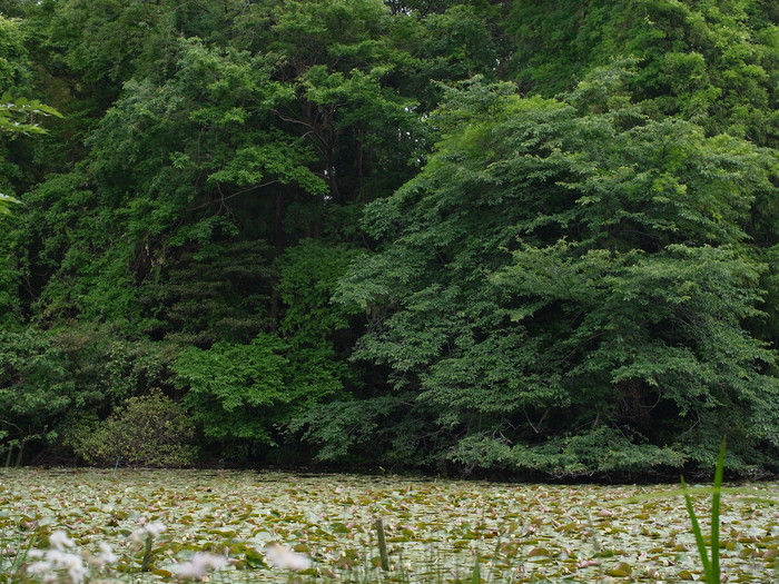 石神井公園_e0276411_20213784.jpg
