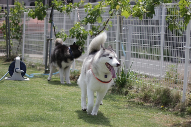 ついに辰之介くんお散歩デビューだぞい!!_b0207615_22504427.jpg