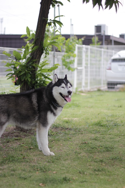 ついに辰之介くんお散歩デビューだぞい!!_b0207615_22515071.jpg