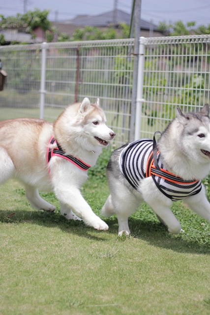 ついに辰之介くんお散歩デビューだぞい!!_b0207615_22515777.jpg