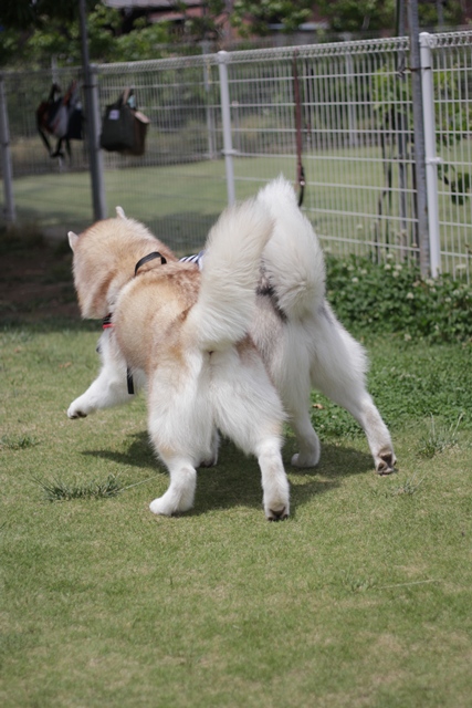 ついに辰之介くんお散歩デビューだぞい!!_b0207615_22515826.jpg