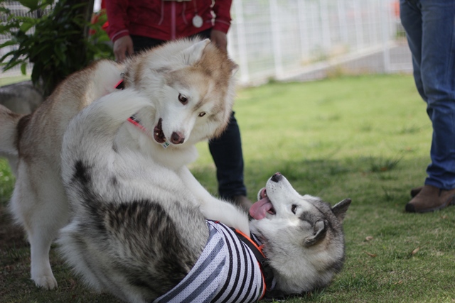 ついに辰之介くんお散歩デビューだぞい!!_b0207615_22521211.jpg