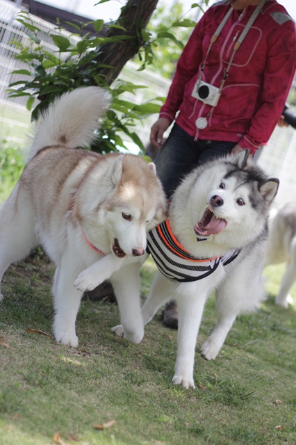 ついに辰之介くんお散歩デビューだぞい!!_b0207615_22521869.jpg