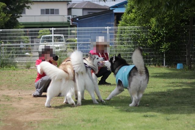 ついに辰之介くんお散歩デビューだぞい!!_b0207615_2252979.jpg