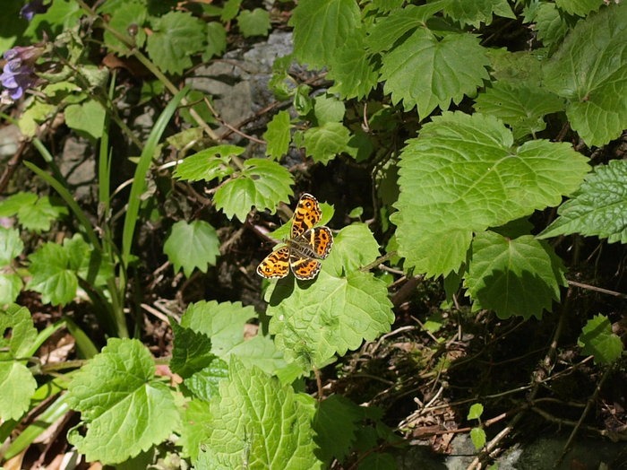 サカハチチョウ　春型_c0116915_23563916.jpg