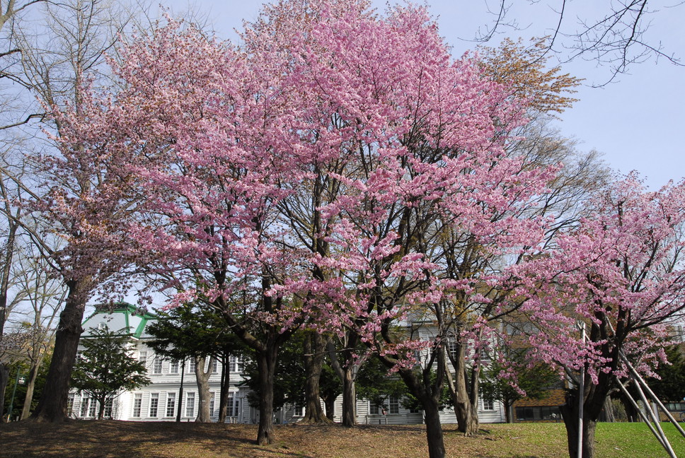 2013年5月  May, 2013　　北大早春賦　　Visit of Spring in the Campus of Hokkaido University_c0219616_1003785.jpg