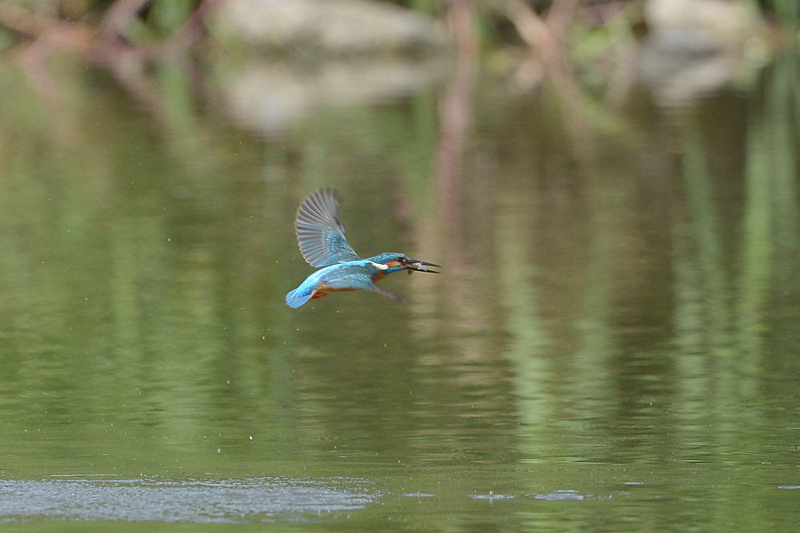 130519 池の若雄水物少など_c0278820_17331250.jpg