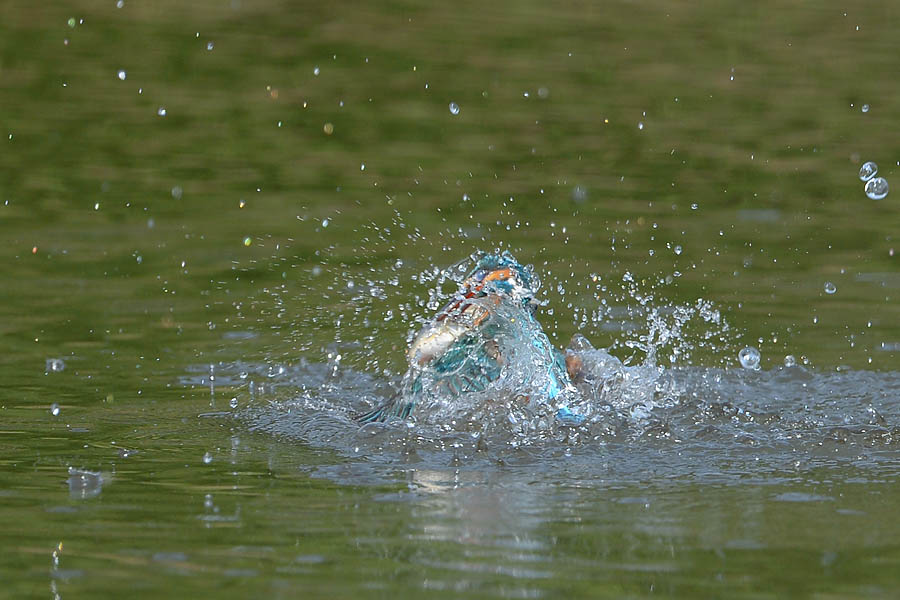 130519 池の若雄水物少など_c0278820_17414124.jpg