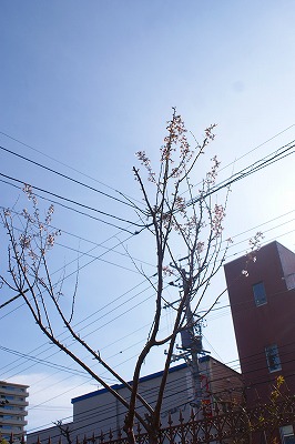 f0170524_8195071.jpg