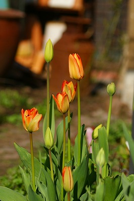 f0170524_8235483.jpg