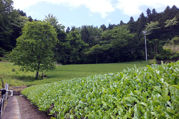 新緑の裏ヤビツ・秦野の里山_e0089826_21464656.jpg