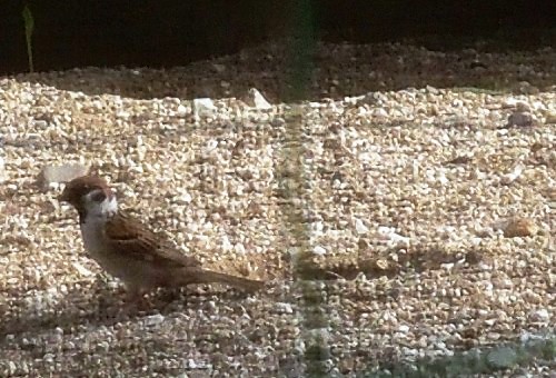 e0303929_11694.jpg