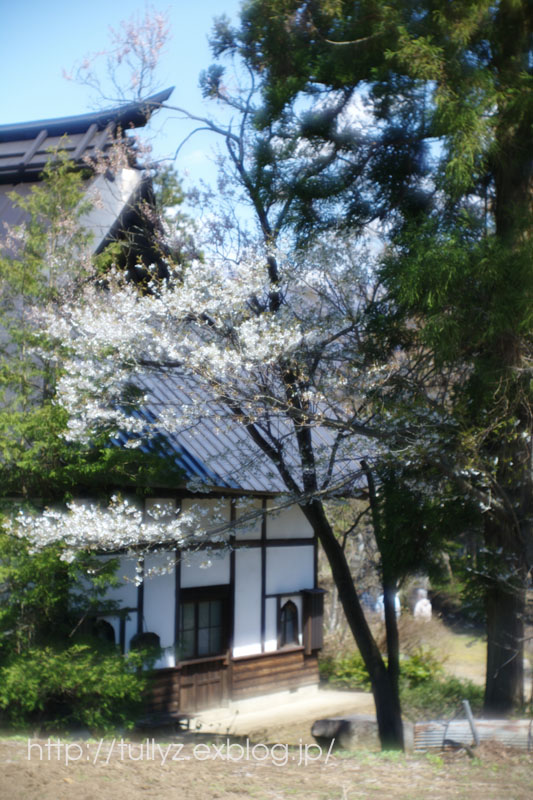 飯山の桜　（４）_d0108132_16521513.jpg