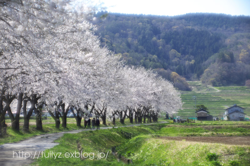 飯山の桜　（６）_d0108132_171187.jpg