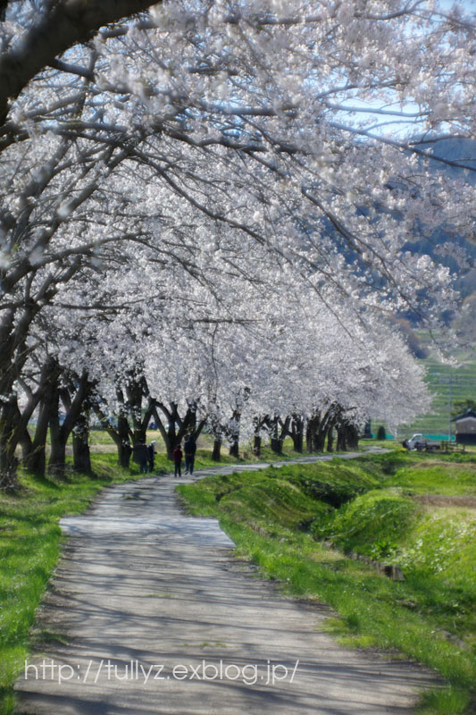 飯山の桜　（６）_d0108132_171761.jpg