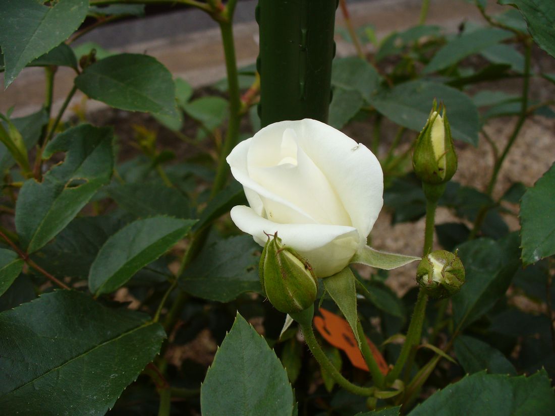 f0275632_16492772.jpg