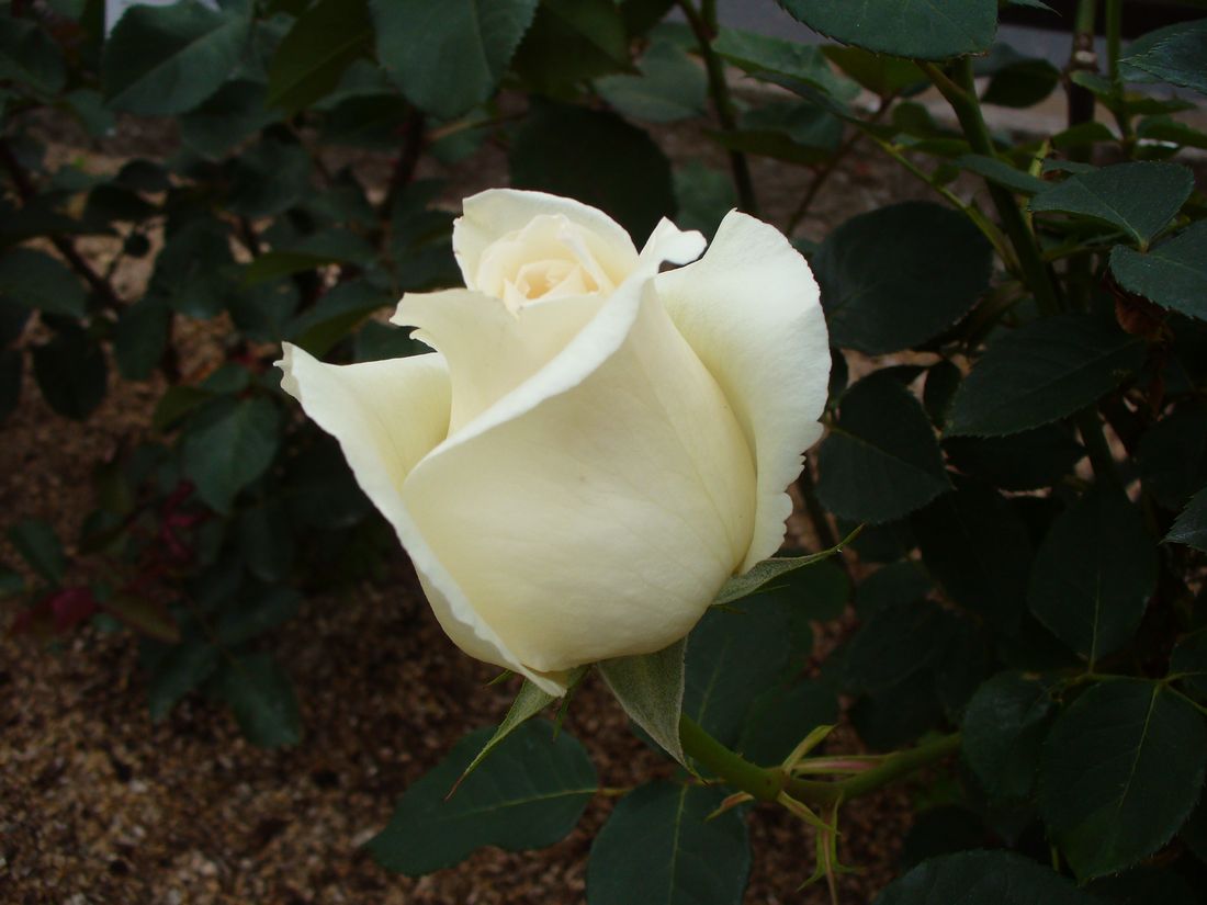 f0275632_1652337.jpg