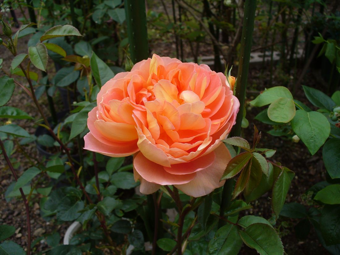 f0275632_16533958.jpg