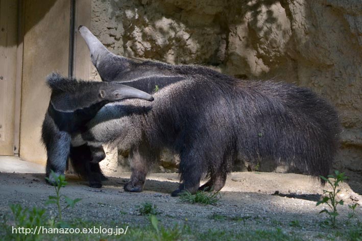 母 強し オオアリクイ 今日ものんびり動物園