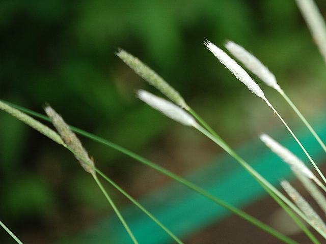 大雀の鉄砲 オオスズメノテッポウ 今日の花 大雀の鉄砲 オオスズメノテッポウ 今日の花