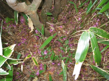 c0077338_8252239.jpg