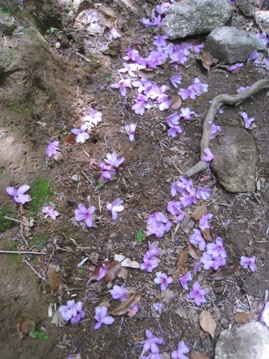 c0077338_8254951.jpg