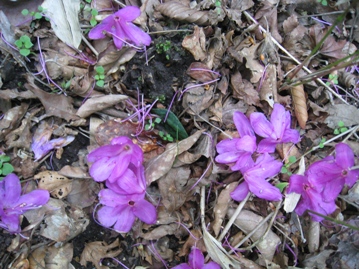c0077338_826358.jpg